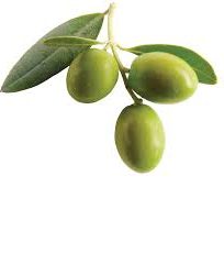 Hojiblanca Extra Virgin Olive Oil from Malgarejo Spain